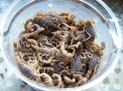 男子5岁开始吃活蝎子, 一天50条, 医生给他检查身体后不敢休闲区蓝鸢梦想 - Www.slyday.coM