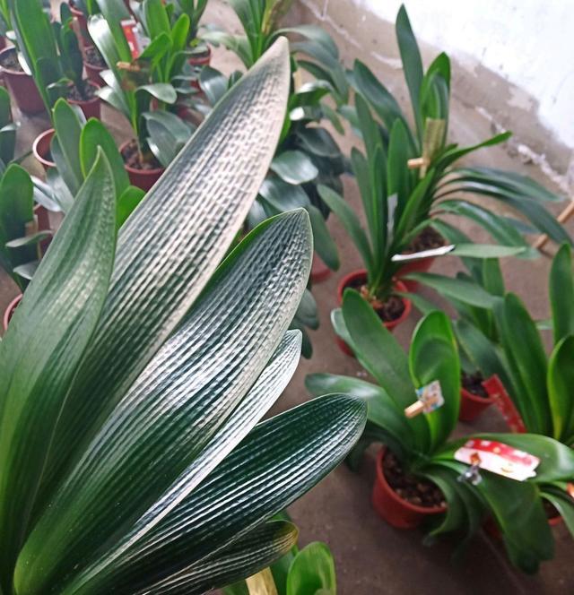 养三年的君子兰还不开花