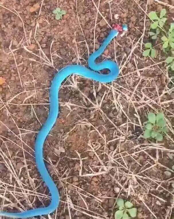小伙发现蓝色的蛇被吓坏专家赶来一句话让男子高兴的蹦了起来