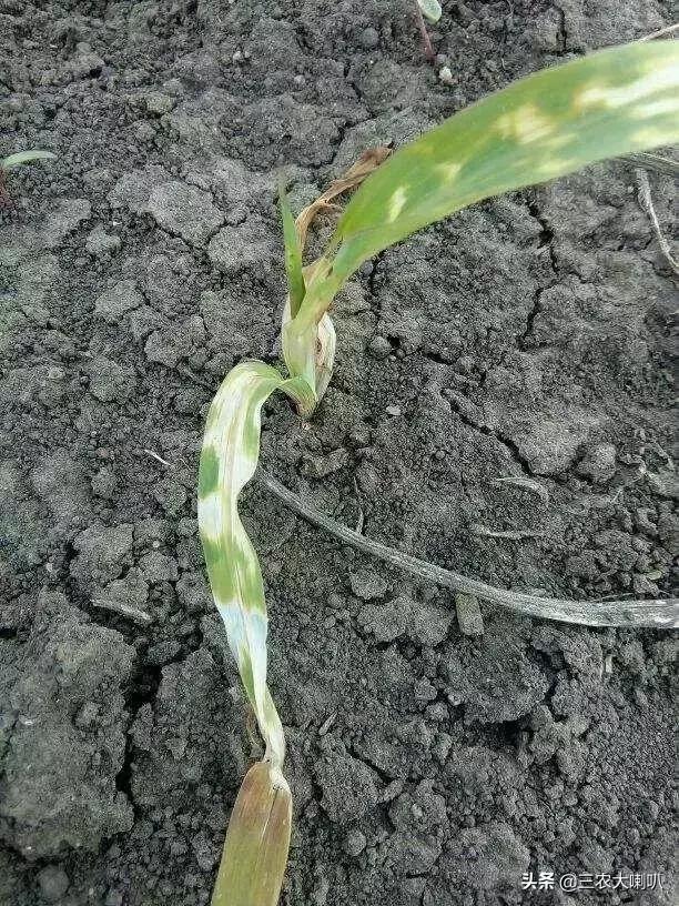 急!玉米长成这个样,什么情况?抓紧防治,有图有真相!
