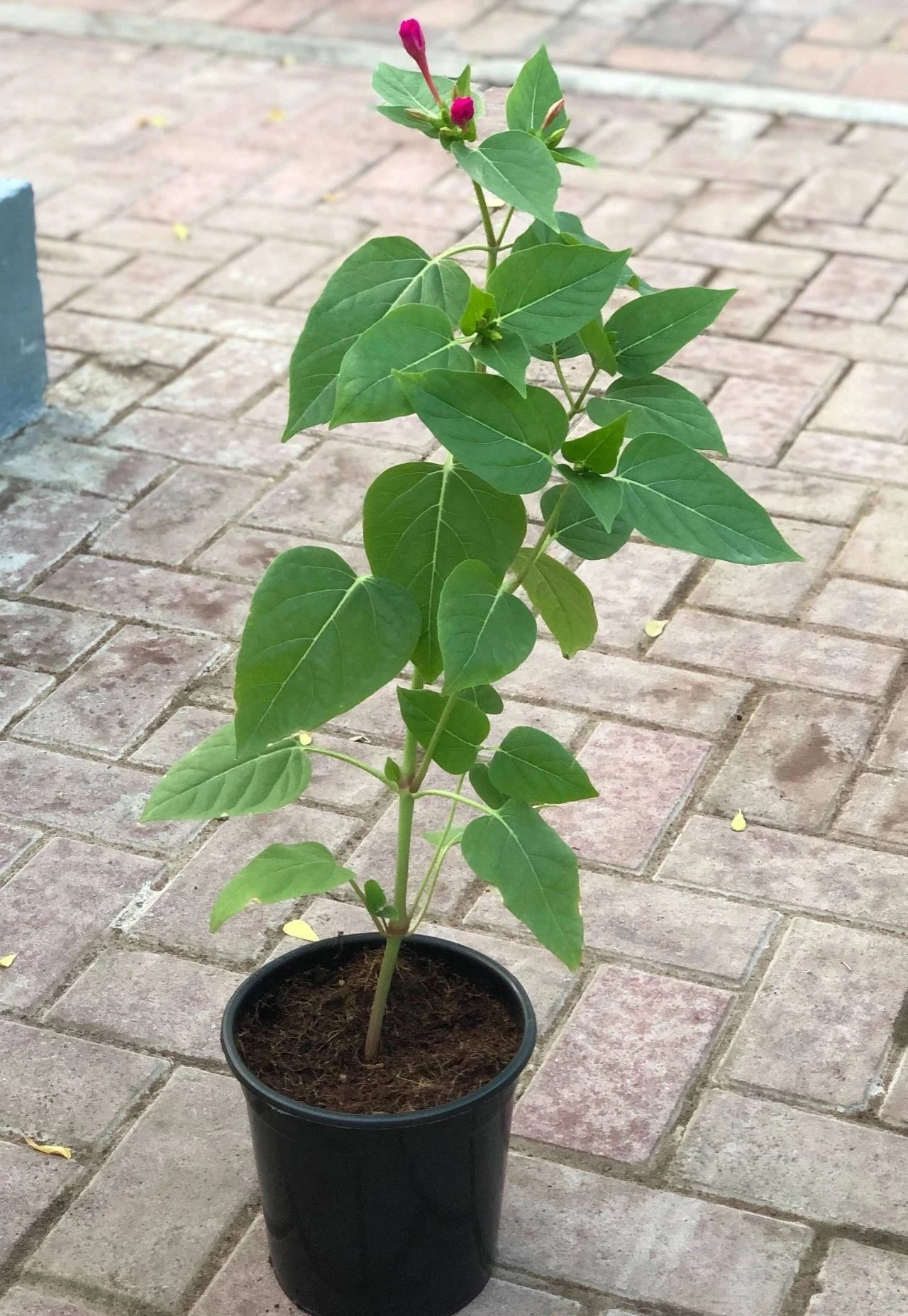 它的花朵在夜晚特别香,不要种卧室旁|紫茉莉|花朵|土壤_新浪新闻