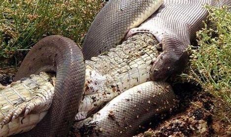 沼泽公园上演"蛇吞鳄鱼"戏码,蟒蛇肚子被硬生生撞破