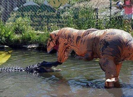 动物园鳄鱼笼子里传来吼叫声,凑近一看傻眼了