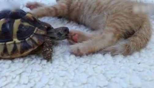 乌龟嬉闹傲娇猫咪惨遭无情拒绝结局让人捧腹大笑