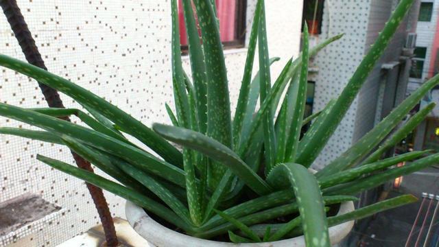 3种耐晒的绿植盆栽，养在空调房，净化空气颜值高