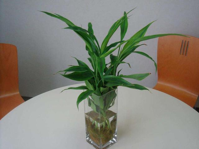3种耐晒的绿植盆栽，养在空调房，净化空气颜值高