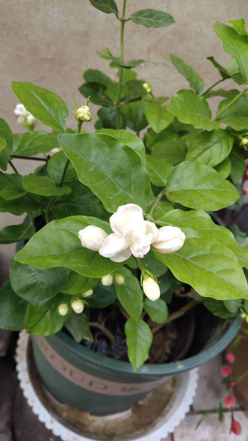 4种香香花,摘一朵带身上,清香扑鼻一整天