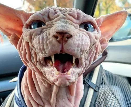 猫狗长得歪歪扭扭的样子简直不想太辣眼睛了太难看了