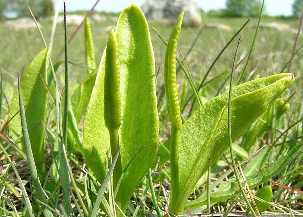 人称"独叶一枝枪",曾经无人理,如今450元一斤,泡酒炖汤好