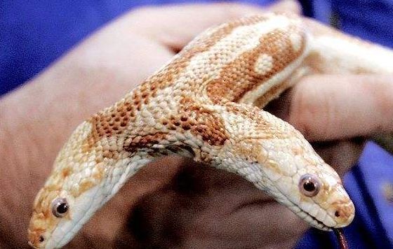 国内发现一条长脚的蛇让人吃惊的是它脚上还有爪子