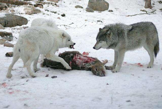 俄罗斯这一生物泛滥,当地人不敢吃,却大量出口到中国|俄罗斯|狼|泛滥