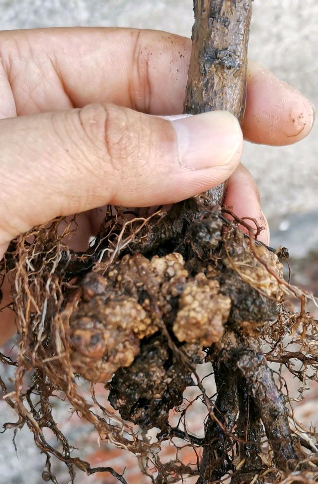 买回来的月季一定要先洗根,小心根瘤苗,买到根瘤苗就这么做