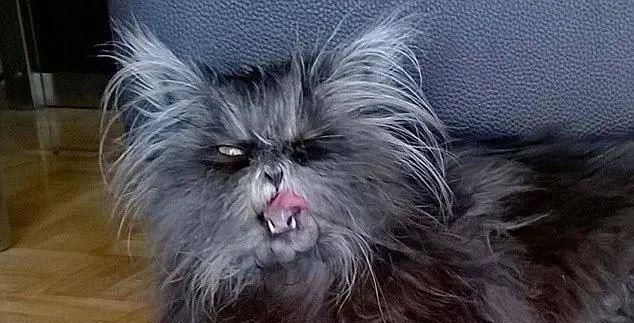 猫狗长得歪歪扭扭的样子简直不想太辣眼睛了太难看了