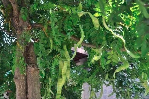 挂满"蛇"的大树吓坏城里女子,得知原因后,却乐了