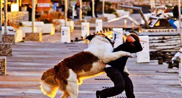 男子遭到一群狗追赶,接下来的一个动作,网友:简直就是天才