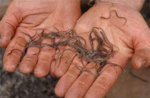 男子发现河边布满了"黑色蠕虫", 捞起瞧看后却让人惊喜!