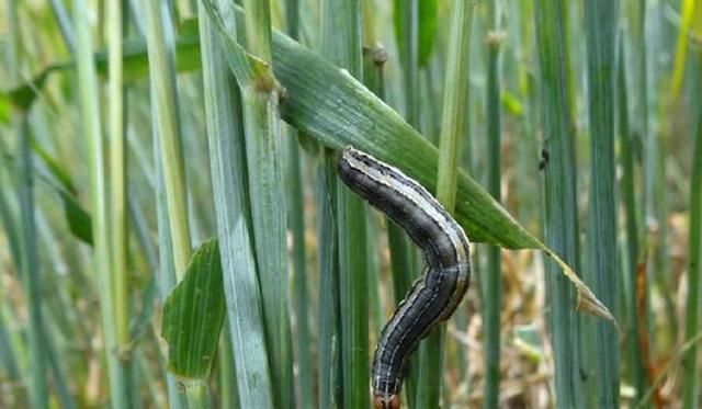 红蜘蛛|小麦|灰飞虱_新浪新闻