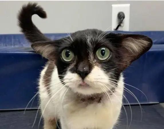 猫狗长得歪歪扭扭的样子简直不想太辣眼睛了太难看了