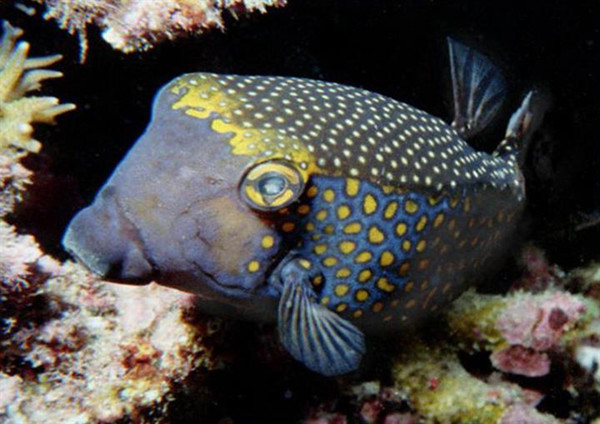 遇到这种方形鱼不要捕捉有毒