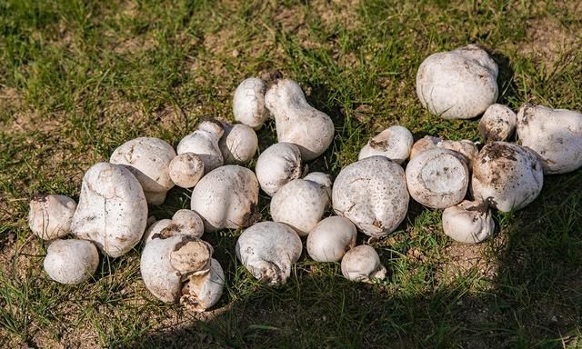 内蒙古的神奇物种高山草原上的白色宝贝你知道是什么吗