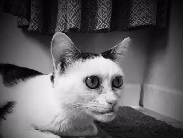 猫狗长得歪歪扭扭的样子简直不想太辣眼睛了太难看了