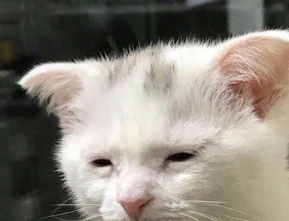 猫狗长得歪歪扭扭的样子简直不想太辣眼睛了太难看了