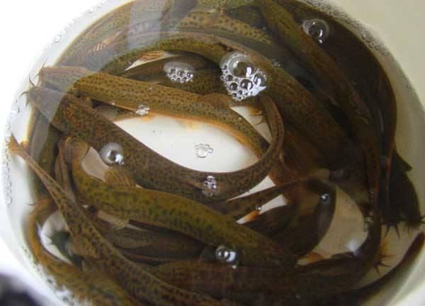 泥ach是一种生活在淡水泥中的鱼.