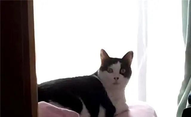 猫狗长得歪歪扭扭的样子简直不想太辣眼睛了太难看了