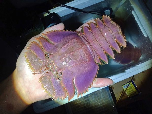 印度"拖鞋虾"多到吃不完,在国内一斤80元,想卖到中国却被拒绝