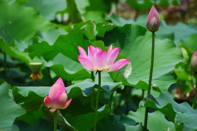 夏天标配的是什么?打卡个荷塘,清凉得很