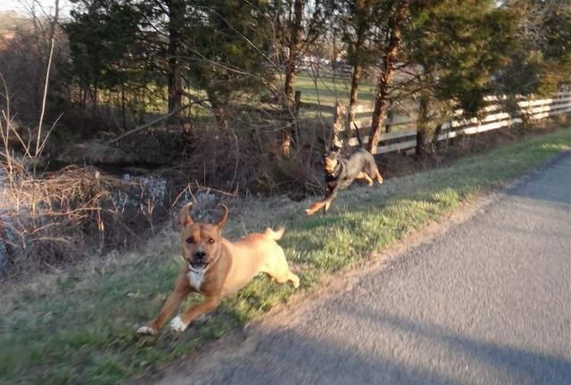 男子遭到一群狗追赶,接下来的一个动作,网友:简直就是天才