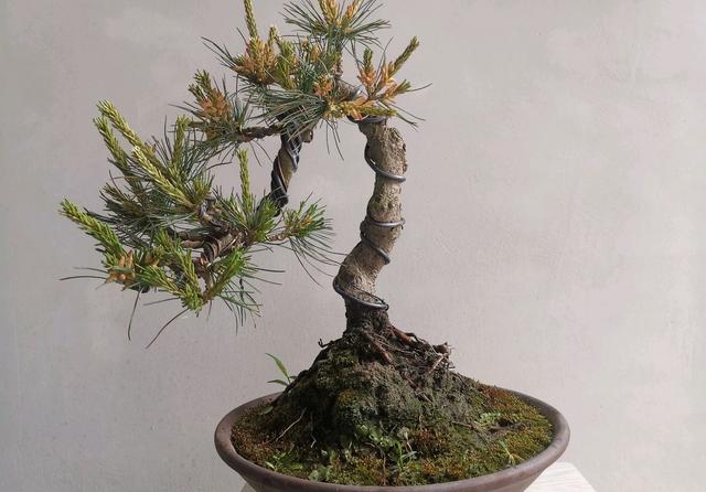 五针松小盆景掉针叶又枯枝怎么回事?羊粪蛋使用出了问题