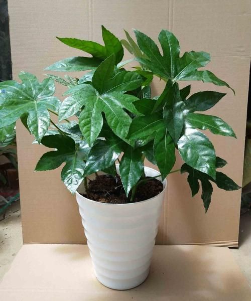 一口气搞懂八角金盘黄叶焦枯原因学会养护方法使叶色亮绿