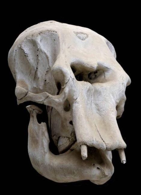 独眼巨人或是真的, 西西里岛发现原型头骨, 额头中心有个巨大空洞