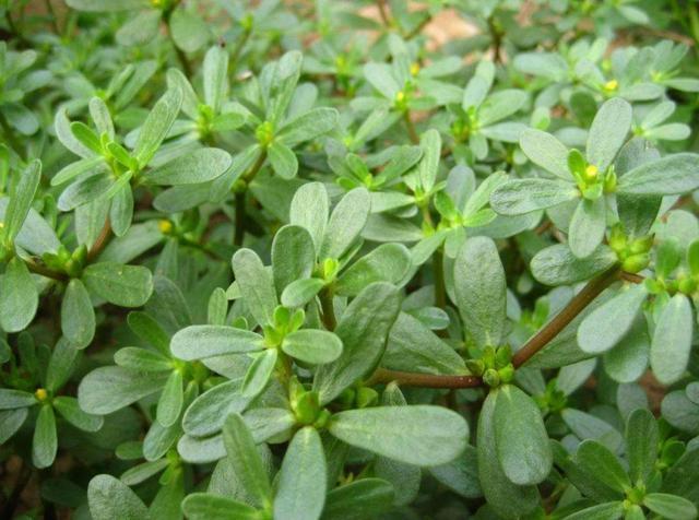 它是野菜中的名菜,只有夏天有,囤上20斤,一年都有得吃