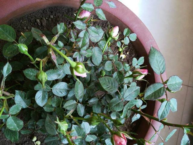 月季花不开花,可能是掉进这几个坑,快点比对下有没有中招