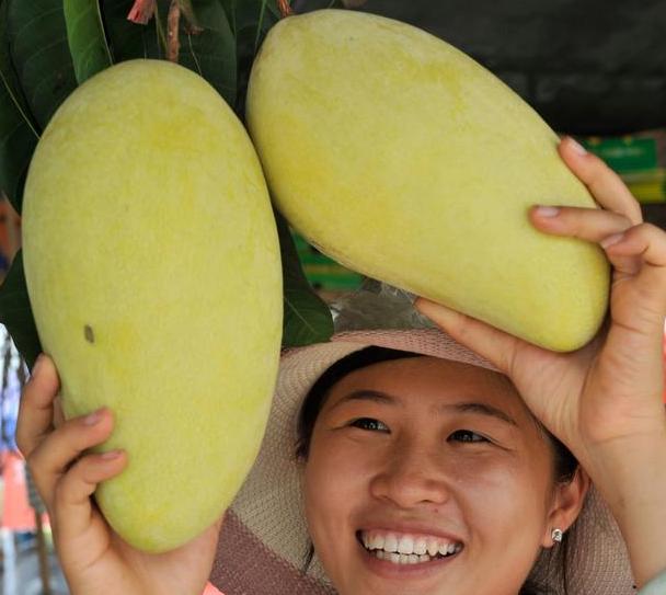 北方:想吃芒果嫌弃价格太贵?按照3步育苗盆栽,再不用奢侈了