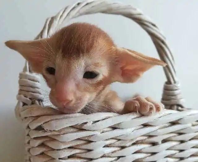 猫狗长得歪歪扭扭的样子简直不想太辣眼睛了太难看了