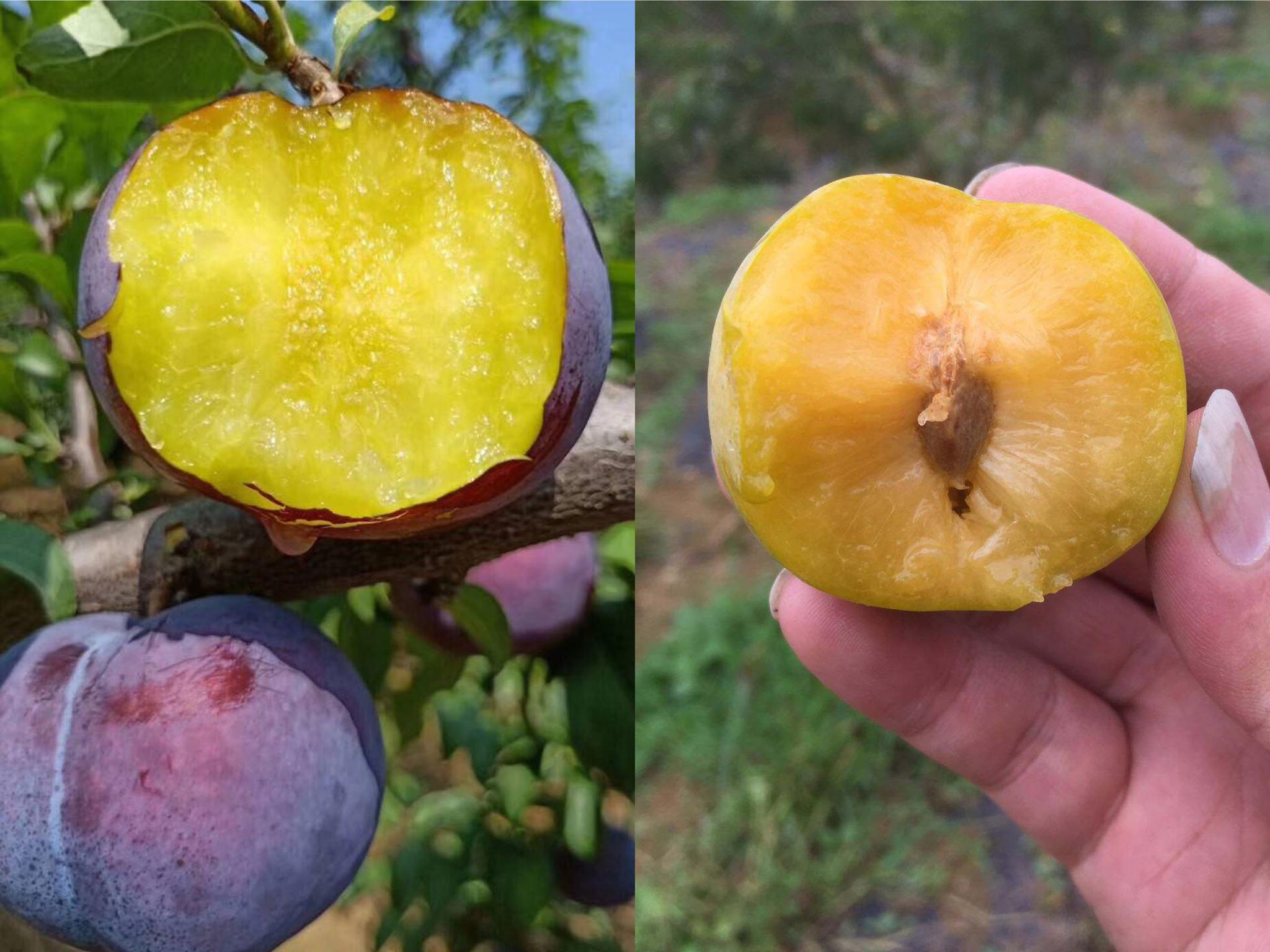 黑布林和李子有什么区别?