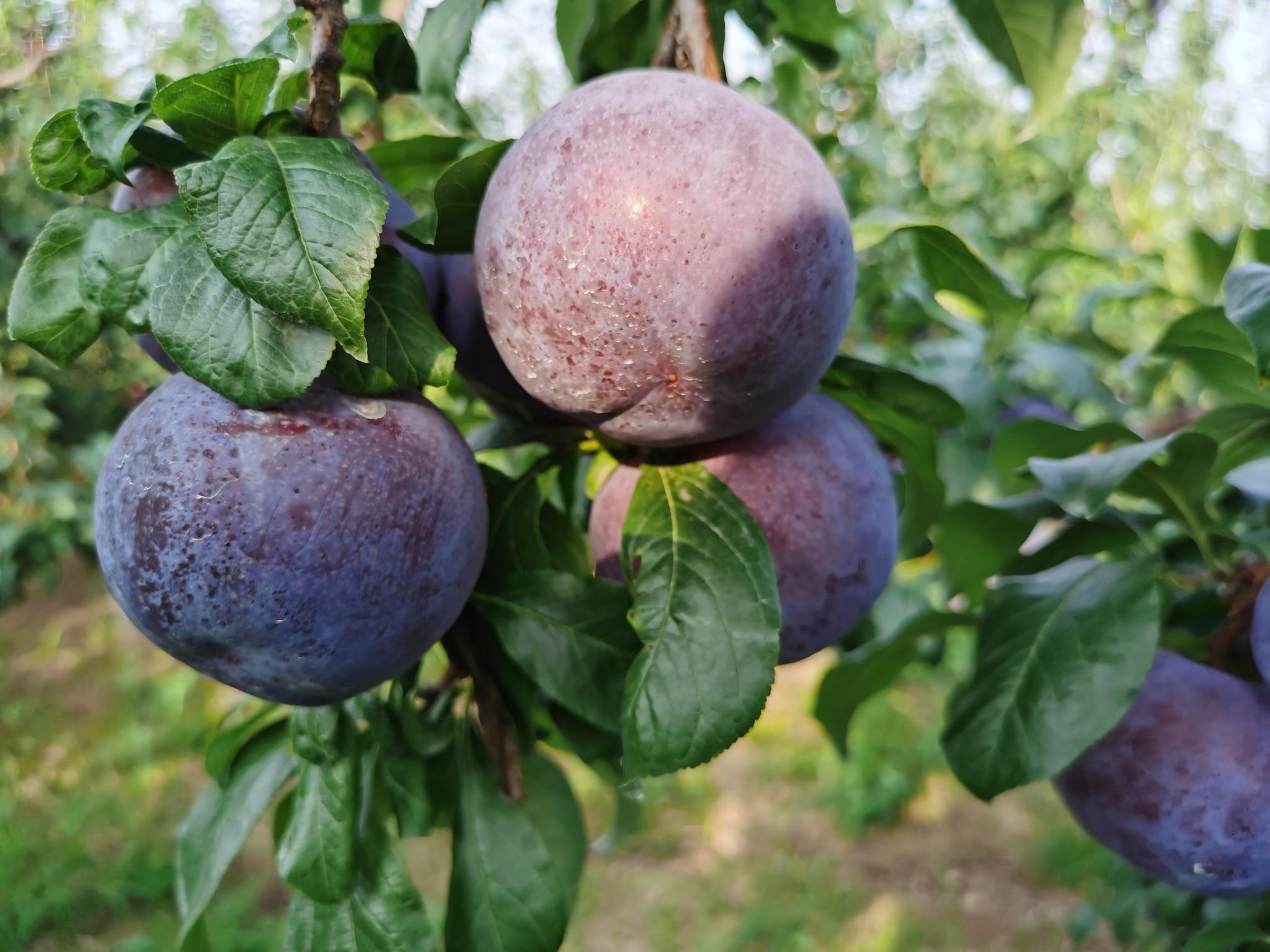 黑布林和李子有什么区别?