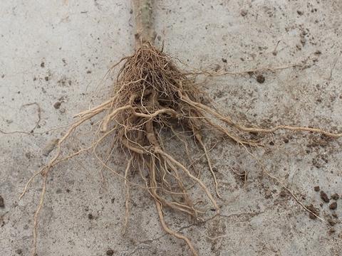 植物出现烂根死棵的原因是什么?有什么解决办法?|水溶|烂根|植物_新浪新闻