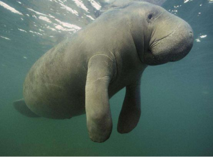 不是什么东西都可以"种草",这个物种就因"种草"而毁灭