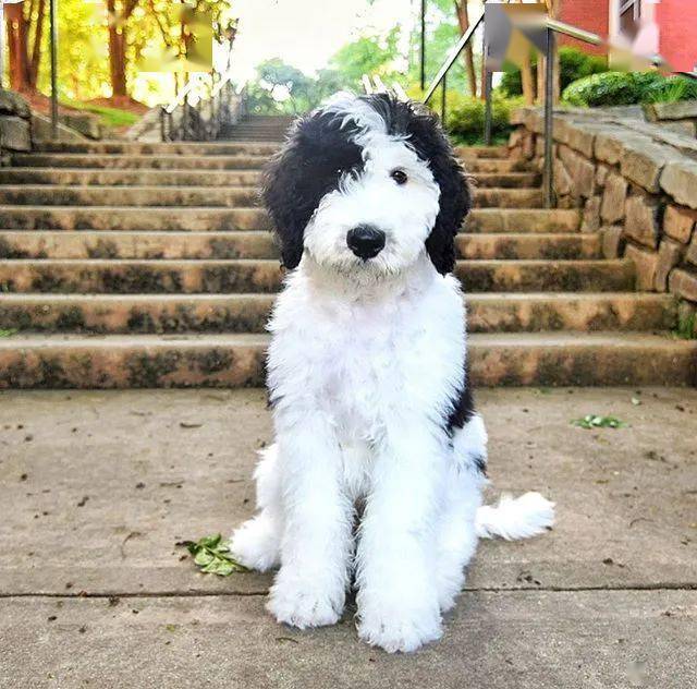 这只超可爱的巨贵宝宝火了!网友:这是奥利奥口味?