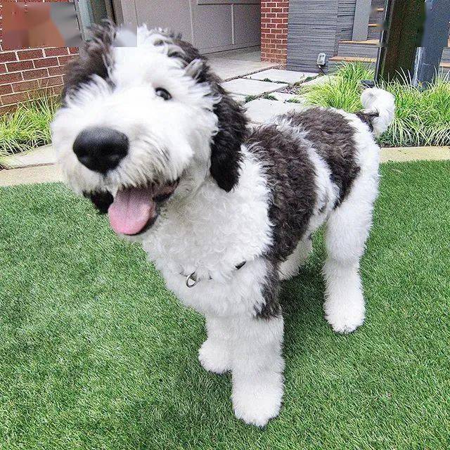 这只超可爱的巨贵宝宝火了!网友:这是奥利奥口味?