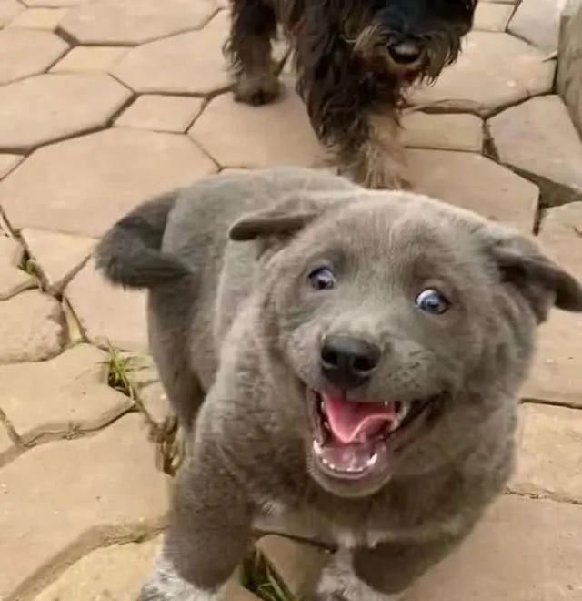 猫狗长得歪歪扭扭的样子简直不想太辣眼睛了太难看了