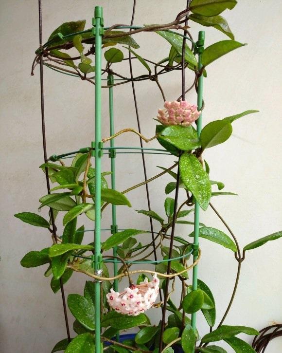 可以爬藤的4种植物养在阳台2个月爬满阳台绝对壮观