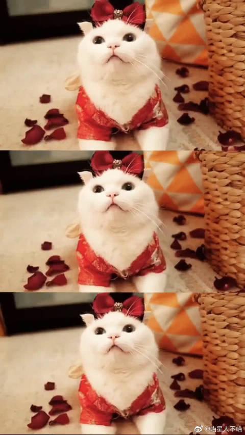 古装美猫亮相,配上古风音乐,真是一个绝世美喵,啊!