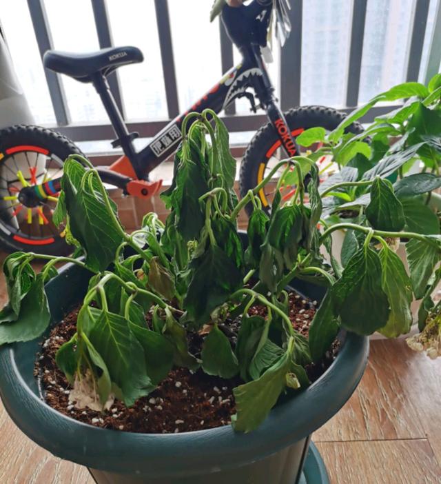 绣球花盆栽的枝条枯萎倒伏怎么办?缺水又换盆伤根,砍头养活再说