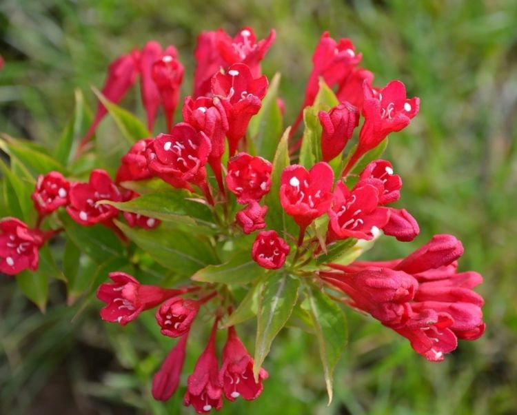 此花繁而美艳,有惊人之美,能够美化环境,象征蓬勃向上的力量