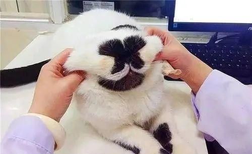 猫狗长得歪歪扭扭的样子简直不想太辣眼睛了太难看了